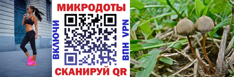 Псилоцибиновые грибы Cubensis  OMG сайт  Советская Гавань 